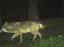 Fotofallenbild eines Wolfes im Nationalpark Bayerischer Wald, Mai 2015, (Foto: Nationalparkverwaltung Bayer. Wald)