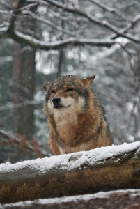 Bayern ist Wolfsland - Abschuss von Wölfen