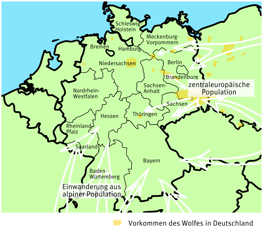 Woher kommen die Wölfe in Deutschland? - Blog Bayern wild