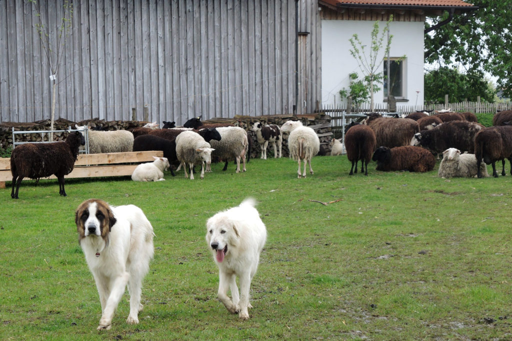 Herdenschutzförderung Bayern - Zaunbau für den Herdenschutz 