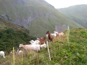 Herdenschutz in der Schweiz