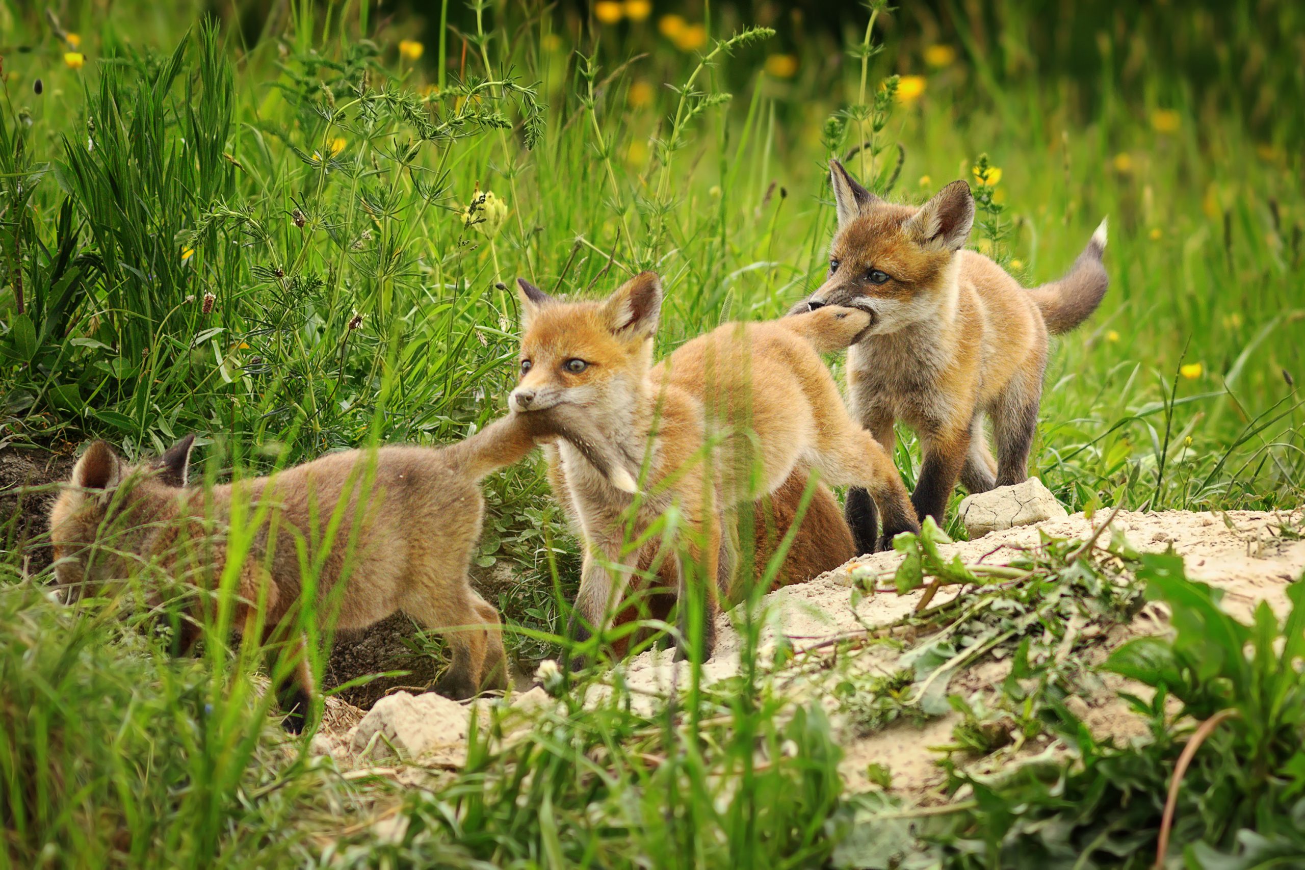 Playful Red Fox Cubs Blog Bayern Wild